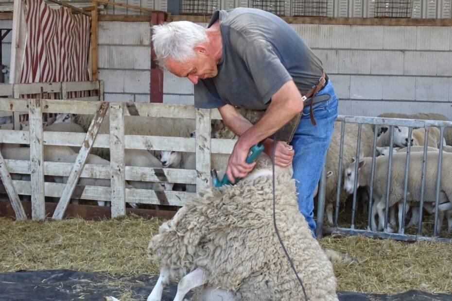 Schapen scheren oogst van eigen erf