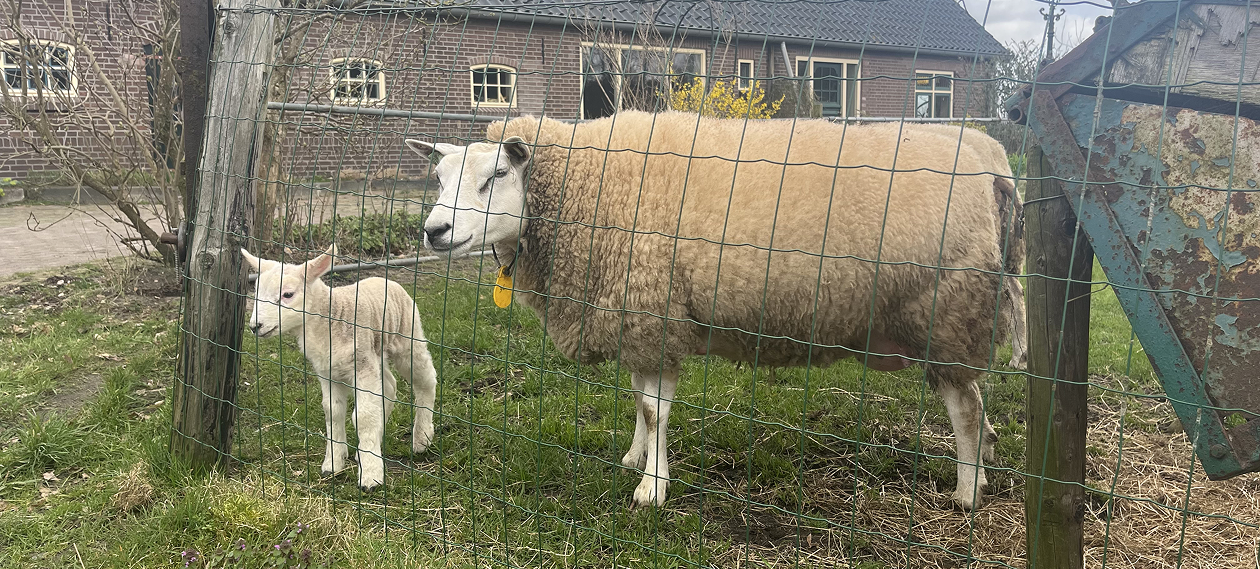 Lammetjes kijken in Stoutenburg